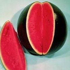 黑皮无籽西瓜基地 陕西大荔