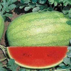 陕西新红宝西瓜产地价格