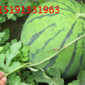 陕西大荔京欣 西瓜产地价格信息