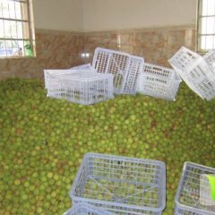 良垌镇妃子笑第一日上市