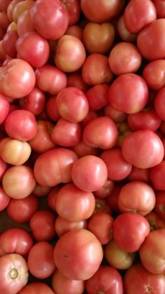 河北曲周硬粉：东牛屯刘长江