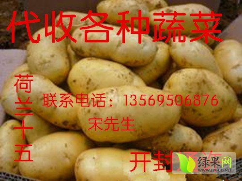 2014年河南通许荷兰十五价格