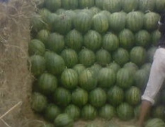 辽宁凌海京欣：右卫镇苏明强