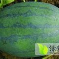 河南睢阳龙卷风西瓜品种优良