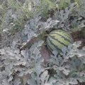河北清苑91西瓜大量上市