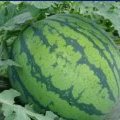 河北大城京欣：大广安关振伟