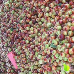 湖北曾都中油4号金硕红冠大量上市