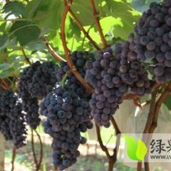 徐州夏黑葡萄批发团购