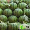 山东东明京欣西瓜，黑美人，西农八号
