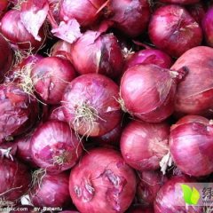 山东寒亭红皮洋葱 货源丰富 质量保证