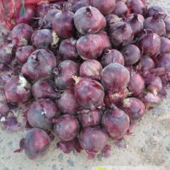 常年收购批发种植代卖紫皮洋葱