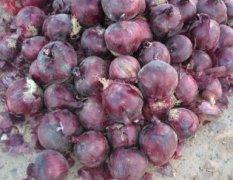 常年收购批发种植代卖紫皮洋葱