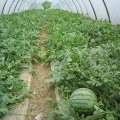 安徽太和8424西瓜大量上市