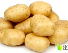 山东肥城荷兰十五土豆大量供应