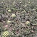 河南睢阳50亩长瓜西瓜急售 价格面议