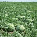 陕西大荔8424西瓜：黄河滩闫双双