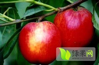 陕西大荔中油5号油桃 个大 耐运输