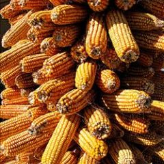 山东平邑冬小麦