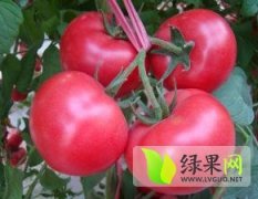 山东寿光耐热番茄种子：华茂贵冯华涛