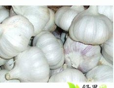 山东杂交蒜：东平县苏道申