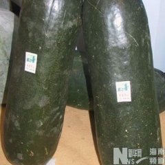 江苏东台子弹头黑皮冬瓜 品种优 质量好