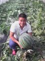 河南专业西瓜代办（花皮无籽）陈哲瀚