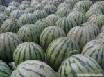 辽宁新民京欣西瓜产地量大 配车方便