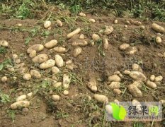 山东泗水10亩荷兰十五土豆 自产自销
