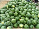 河北清苑京欣西瓜种植基地