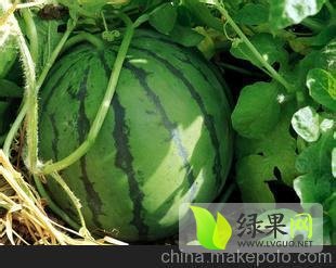 2014年陕西蒲城极品新星价格