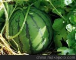 陕西蒲城极品新星西瓜已经开始思成熟