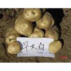 辽宁南票早大白：金星孙维佳