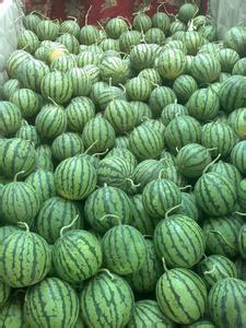 山东定陶有200亩西瓜马上上市