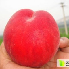 陕西大荔郑二 郑三毛桃：高明镇张锋