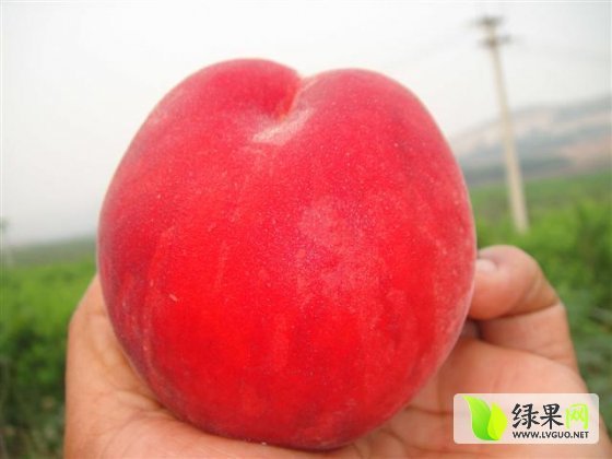 2014年陕西大荔郑二 郑三毛桃价格