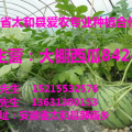 安徽太和大量供应大棚8424西瓜