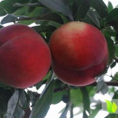 陕西大荔郑3桃上市