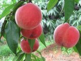 2014年陕西大荔毛桃价格