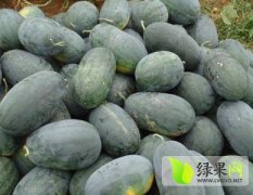 湖北宜城黑美人西瓜目前已陆续上市装车供应中
