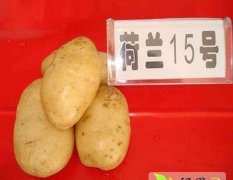山东惠民荷兰十五土豆价格实惠 货源充足