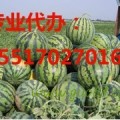 河南睢阳龙卷风京欣西瓜大量上市！