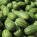 湖北钟祥无籽、冠龙西瓜大量上市