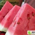 开封龙卷风农副产品合作社西瓜开始大量供应了