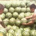 陕西蒲城花皮无籽西瓜大面积上市