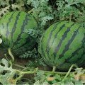 湖北钟祥出售自家种植花皮无籽西瓜