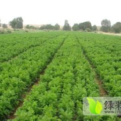 吉林梨树美国西芹7月中旬开始上市