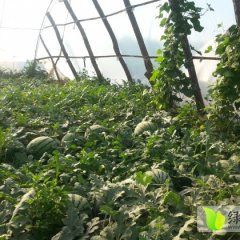 辽宁凌海奥巴七，神七：金城原张海林