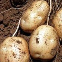 吉林公主岭土豆：中心街张洪蕊