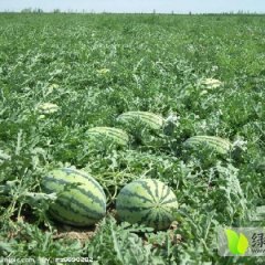 甘肃靖远沙地无公害种植京欣西瓜