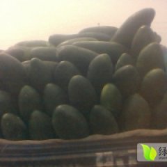 河南中牟子弹头黑皮冬瓜现在开始上市了